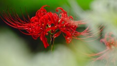 天界に咲く花