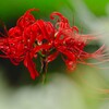 天界に咲く花