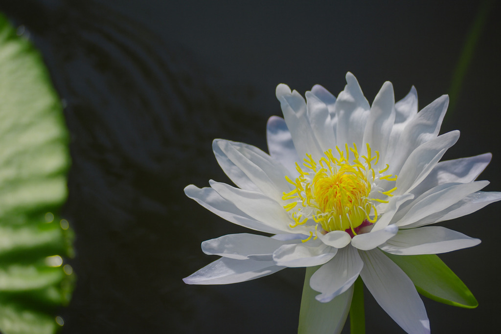 アルバート・デ・レスタング