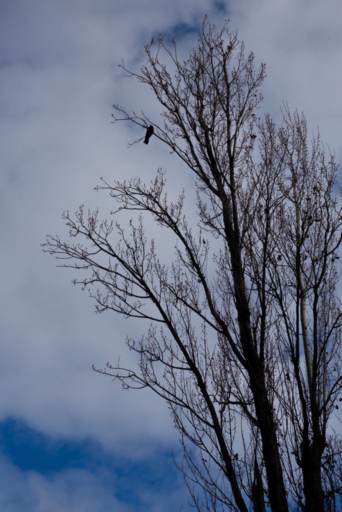孤高のカラス