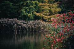 薄紅色の可愛い君