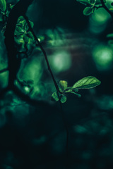 生物発光