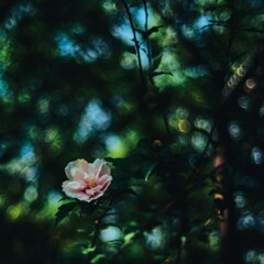 槿花一朝の夢