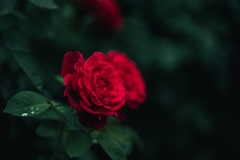 薔薇に降る雨