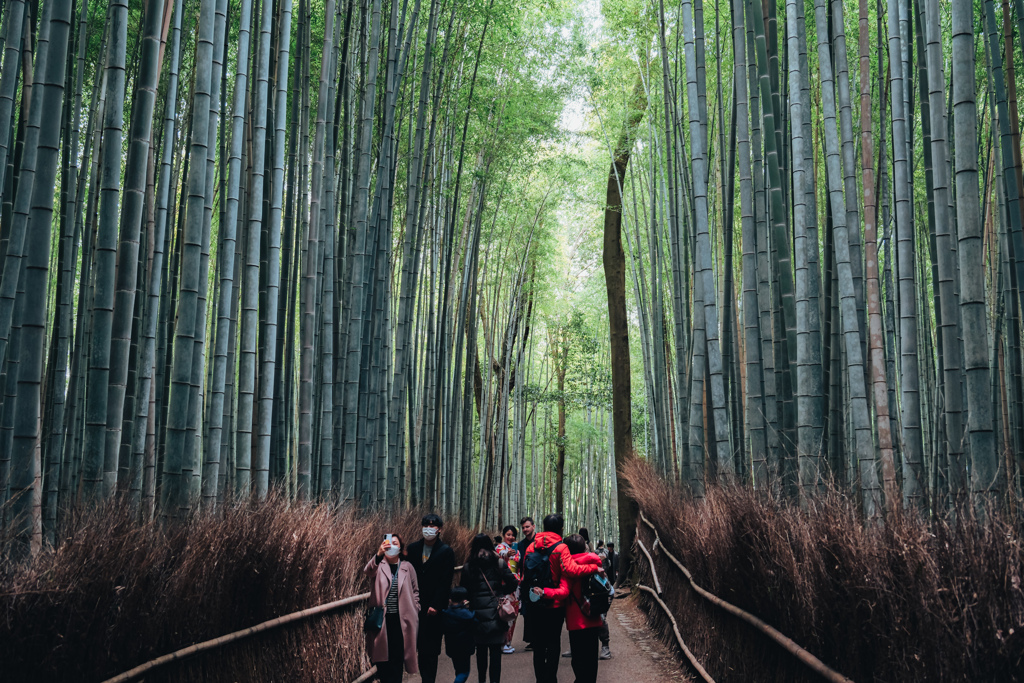 旅人 緑に包まれて
