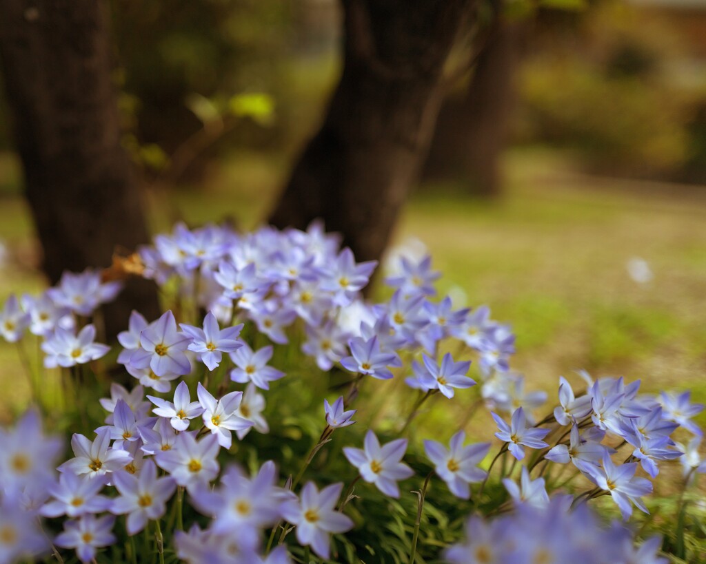 木の下に咲く