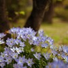 木の下に咲く