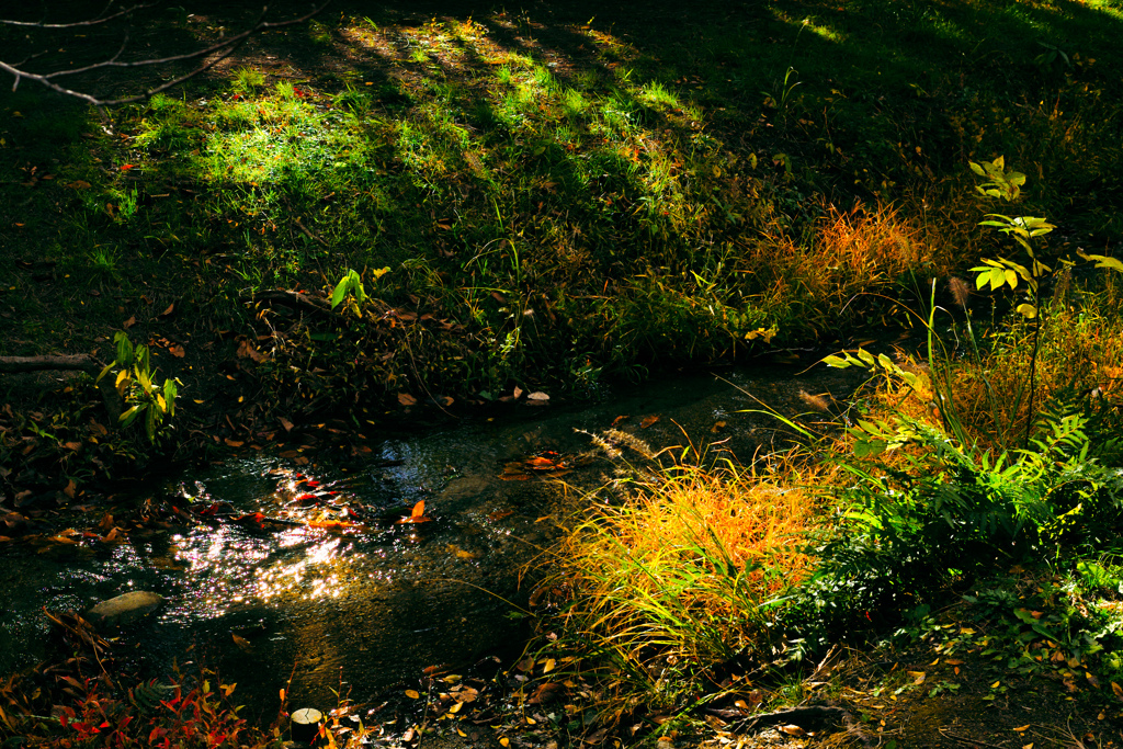 光と水のハーモニー