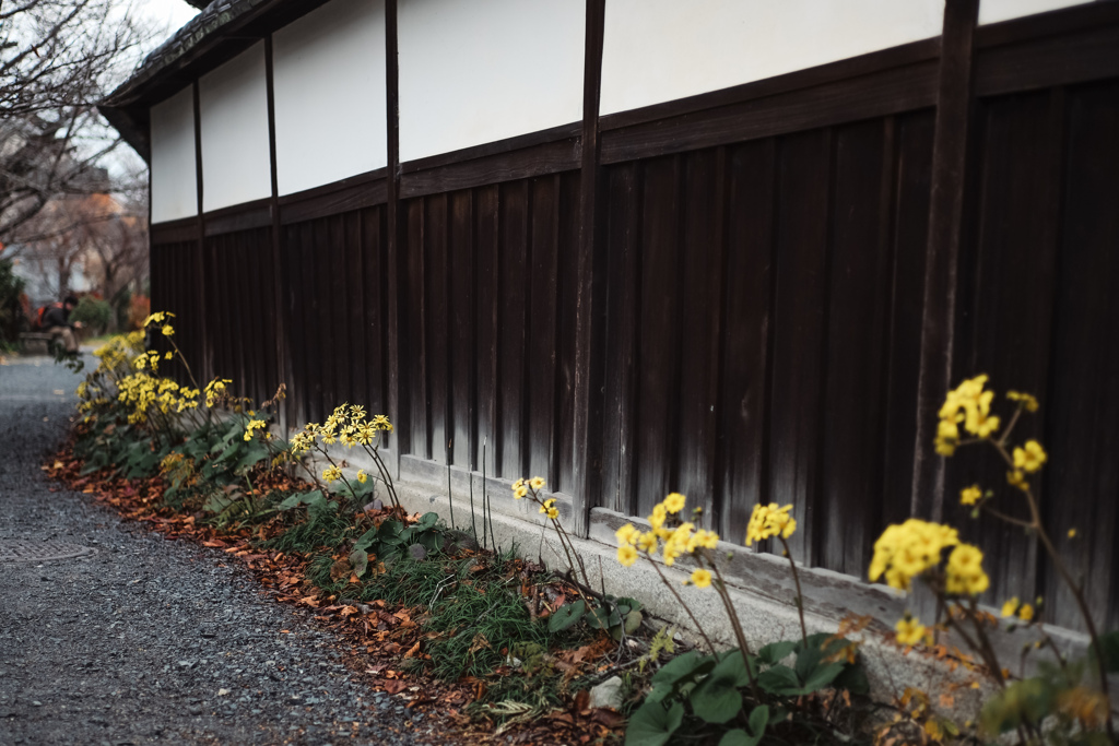 木塀と黄花の小径