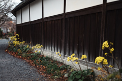 木塀と黄花の小径