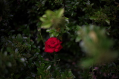 孤高の薔薇
