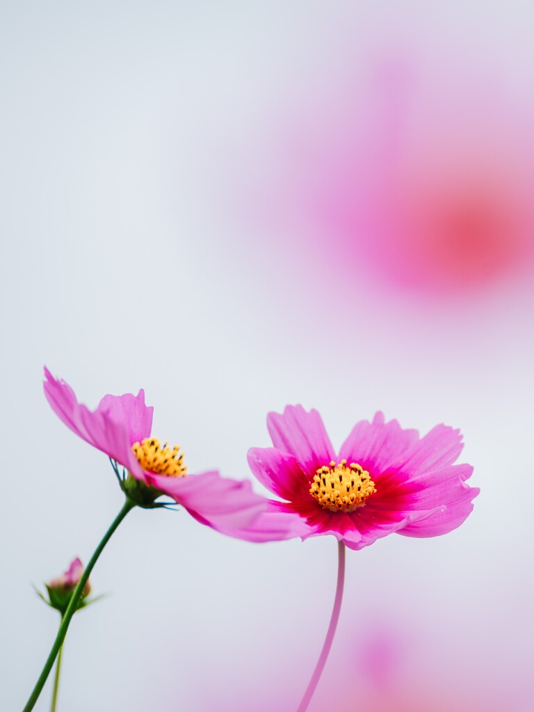 寄り添って