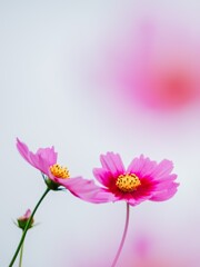 寄り添って