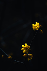 闇に灯る冬の花