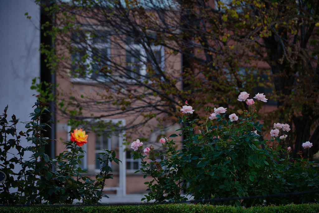 木枯らしに吹かれて