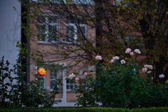 木枯らしに吹かれて