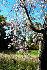 春陽の下に咲く