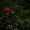 蔓に絡まれる