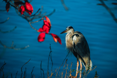 蒼き静寂と紅の彩り
