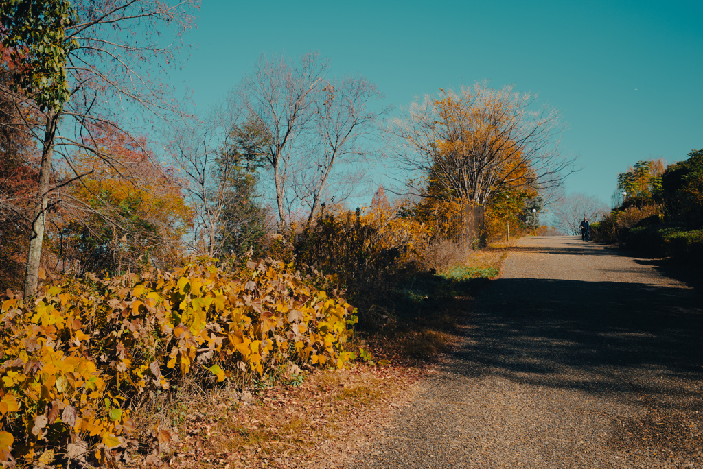 秋空へ続く道