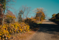 秋空へ続く道