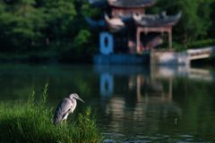 集中