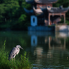 集中