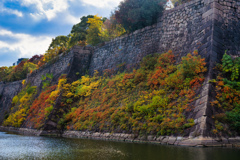 大阪城石垣の紅葉