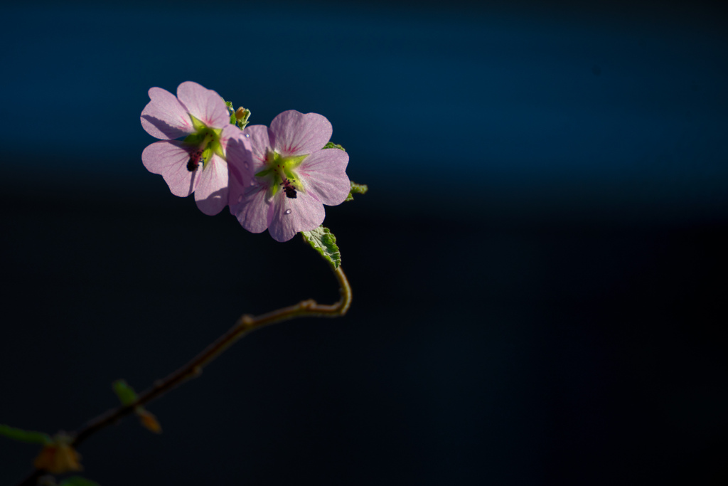 スファエラルケアの一種