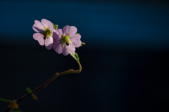 スファエラルケアの一種