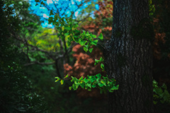 何か　好きなんです