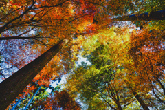 三千院　秋の彩り