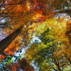 三千院　秋の彩り