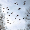 冬空を舞う