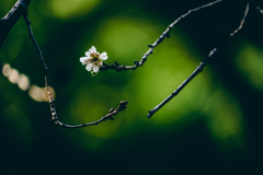 神秘な心 神秘な心