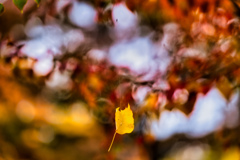 空中に浮かぶ一葉