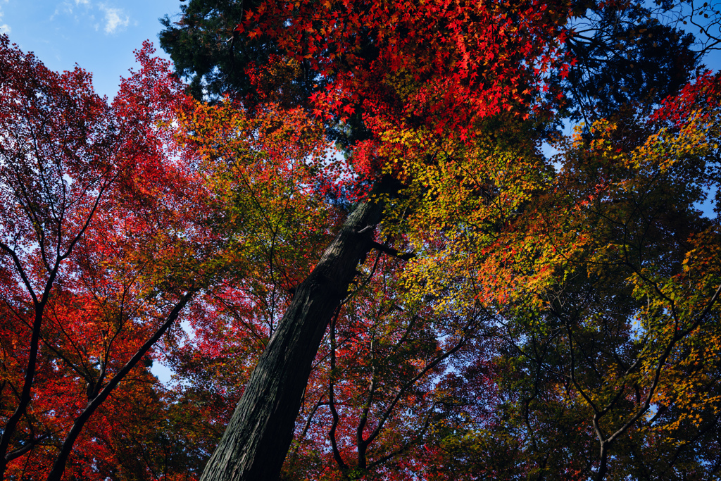 紅葉のグラーデーション