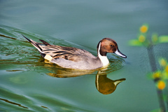 オナガガモ オナガガモ