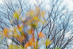 冬木立と春の予感