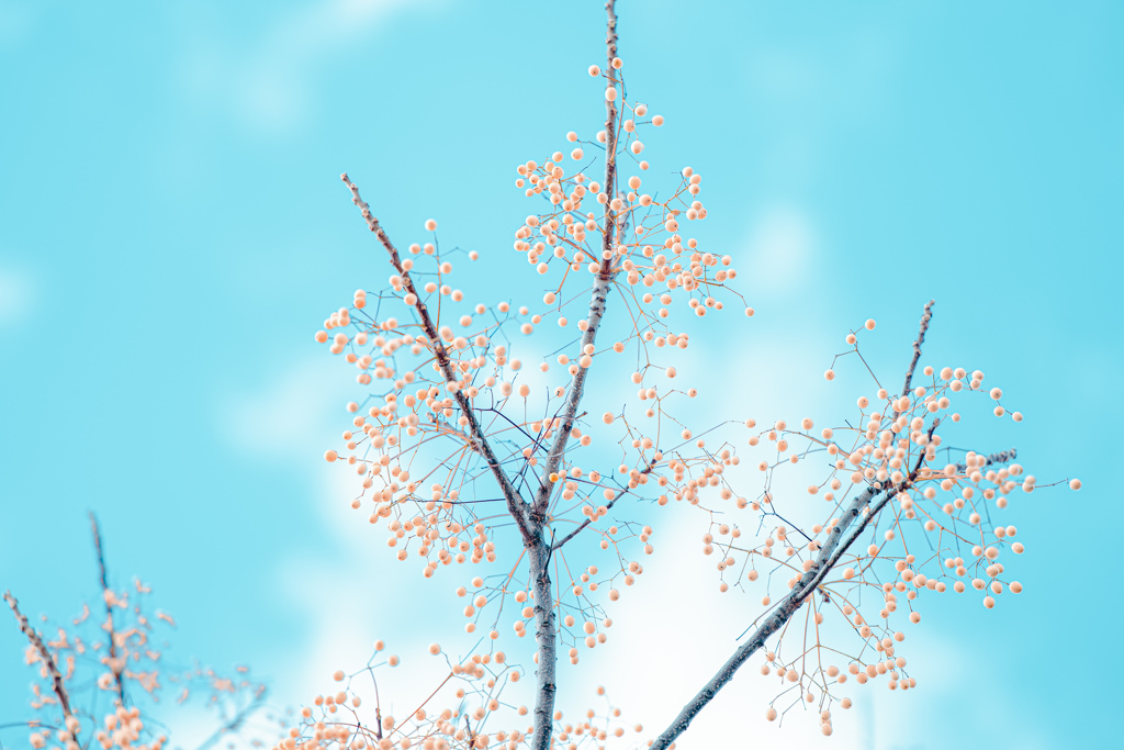 空に実る　晴れの粒　