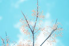 空に実る　晴れの粒　