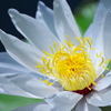 熱帯の花