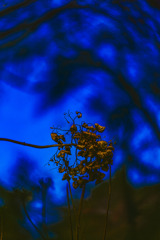 枯れてもなお 季節を語る花