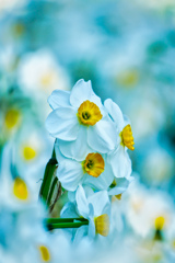 白と黄のハーモニー