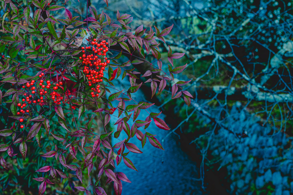 疎水を彩る紅い実