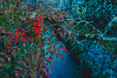 疎水を彩る紅い実