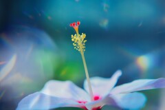 魅惑の蕊