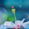 魅惑の蕊