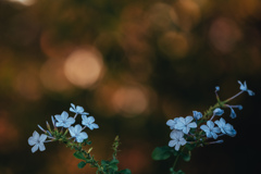 ルリマツリの舞