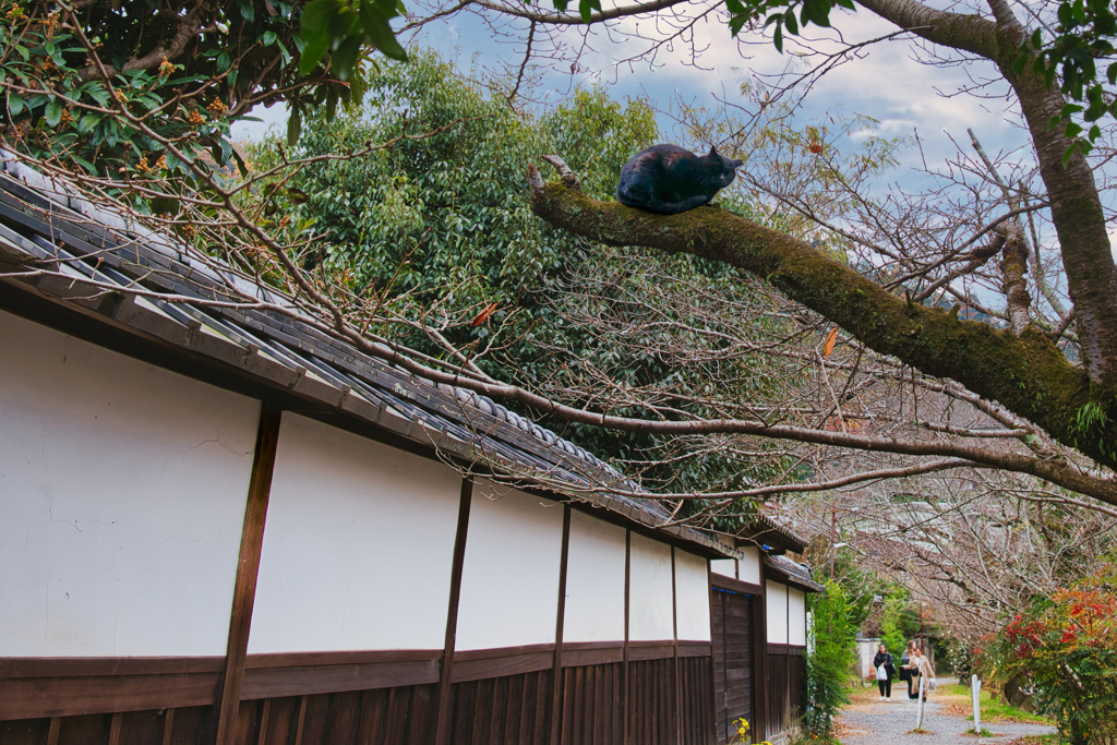 黒猫のひとやすみ